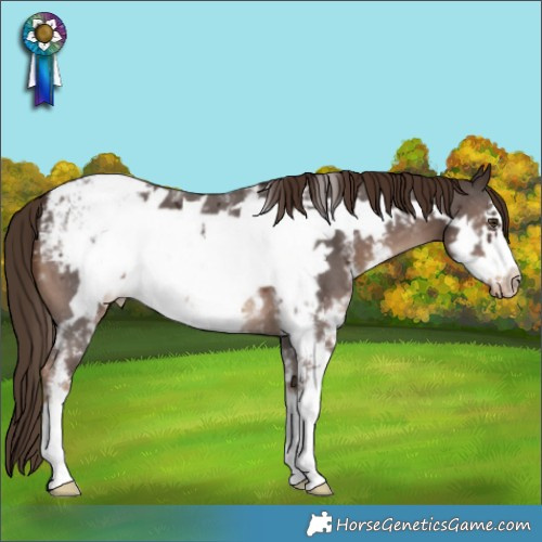 Horse Color:Liver Chestnut Sabino Frame Varnish 