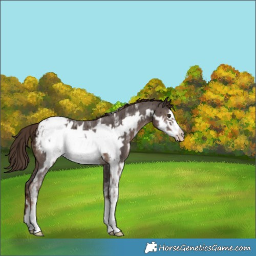Horse Color:Liver Chestnut Sabino Frame Appaloosa 