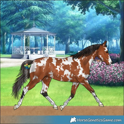 Horse Color:White Spotted Bay Rabicano