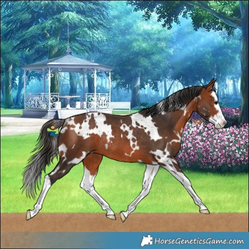 Horse Color:White Spotted Bay Splash Rabicano