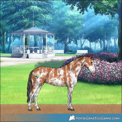 Horse Color:Bay Sabino Rabicano 