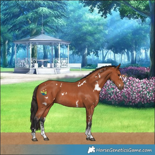 Horse Color:White Spotted Bay Sabino Rabicano