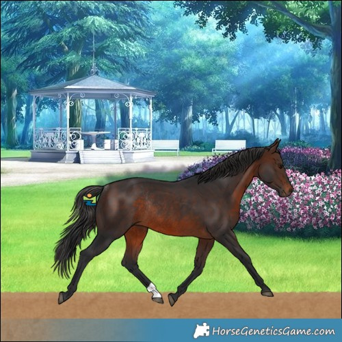 Horse Color:Brown Rabicano 