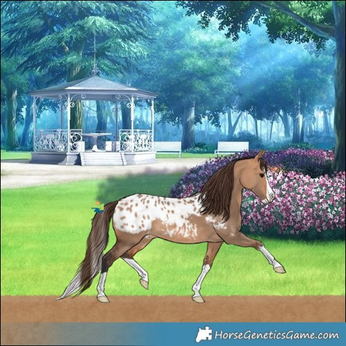 Horse Color:Bay Dun Splash Blanket Rabicano