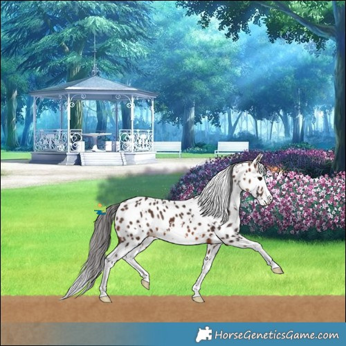 Horse Color:White Spotted Brown Splash Leopard Rabicano 