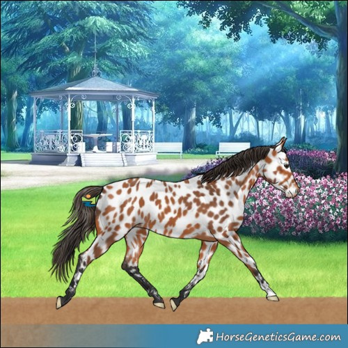 Horse Color:Bay Leopard 