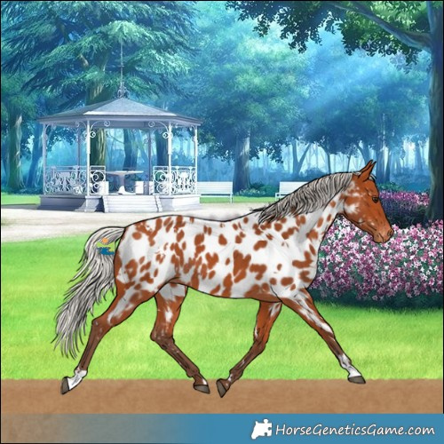 Horse Color:White Spotted Silver Bay Near Leopard Rabicano 
