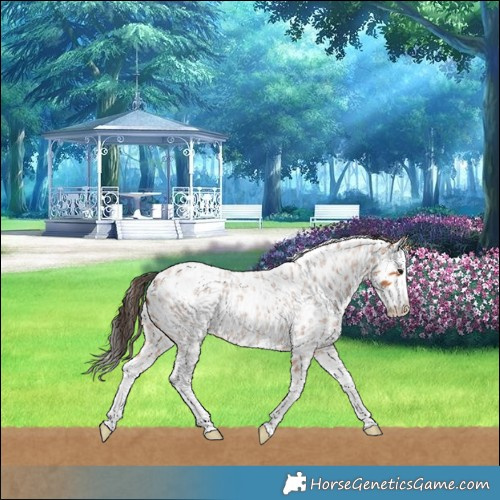 Horse Color:Bay Roan Splash Leopard Rabicano