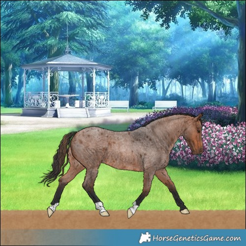 Horse Color:Bay Roan 