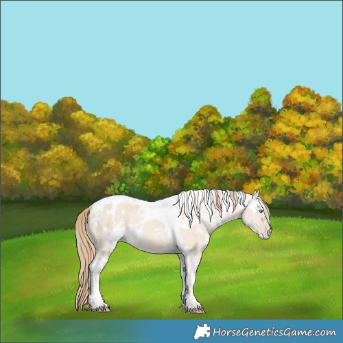 Horse Color:White Spotted Perlino Dun Merle Tobiano Skewed LP Spotted 