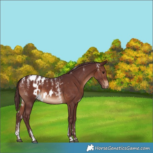Horse Color:Powder White Chocolate Brown Skewed LP Spotted