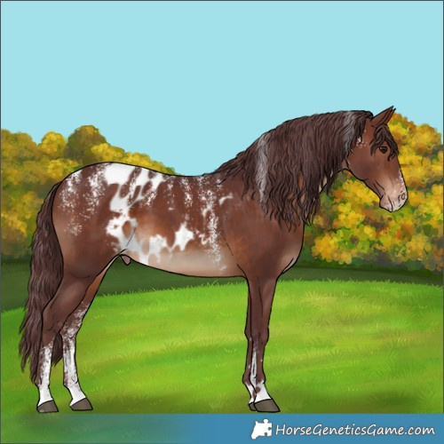 Horse Color:Powder White Chocolate Brown Skewed LP Spotted 
