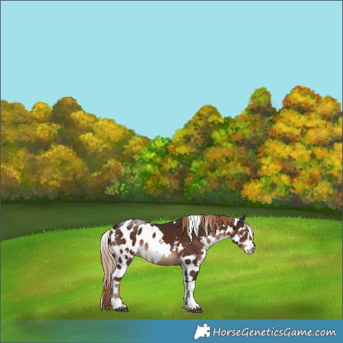 Horse Color:White Spotted Liver Chestnut Tobiano Skewed LP Spotted 