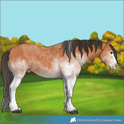 Horse Color:White Spotted Bay Splash 
