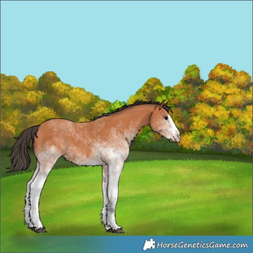 Horse Color:White Spotted Bay Splash 