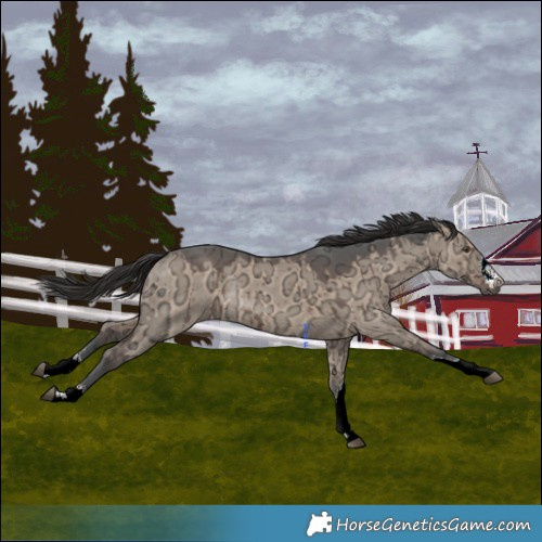 Horse Color:Liver Red Dun Ice Rabicano Brindle 