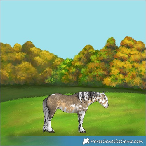Horse Color:Buckskin Dun Merle Tobiano Skewed LP Spotted 