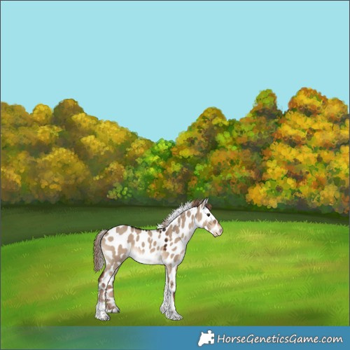 Horse Color:White Spotted Liver Red Dun Tobiano Skewed Appaloosa 