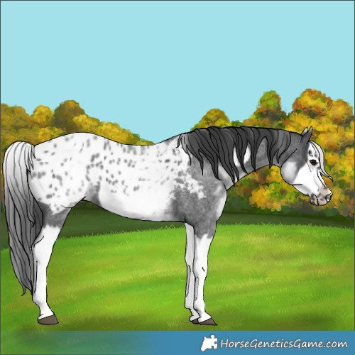 Horse Color:White Spotted Blue Roan Splash Frame Near Leopard