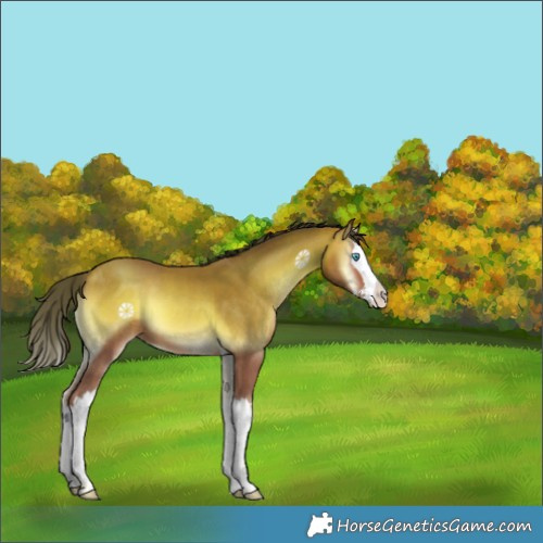 Horse Color:Amber Champagne Onyx Splash 