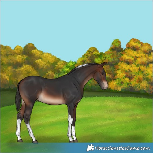 Horse Color:Brown Tobiano Skewed Appaloosa