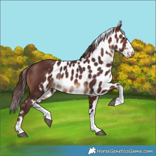 Horse Color:Chocolate Brown Skewed LP Spotted