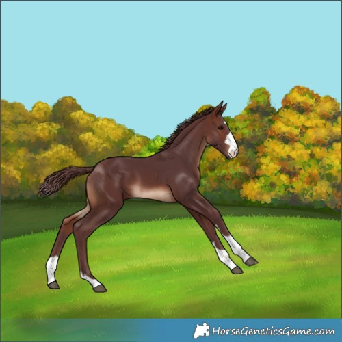 Horse Color:Chocolate Brown