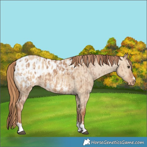 Horse Color:Red Dun Blanket  and Red Dun Blanket 
