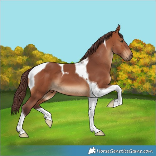 Horse Color:Chocolate Bay Tobiano 