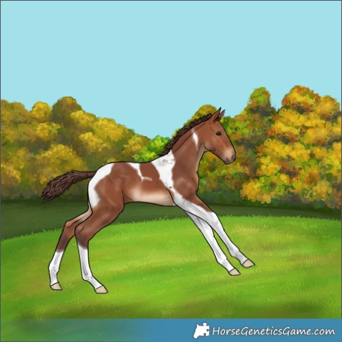 Horse Color:Chocolate Bay Tobiano