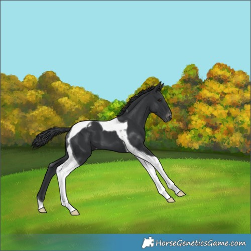 Horse Color:Black Tobiano Varnish 