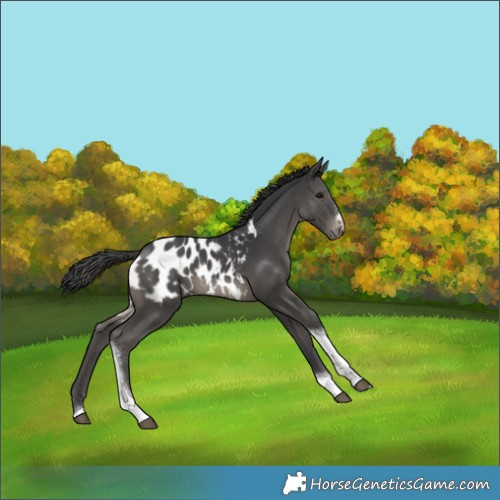 Horse Color:Black Tobiano Appaloosa