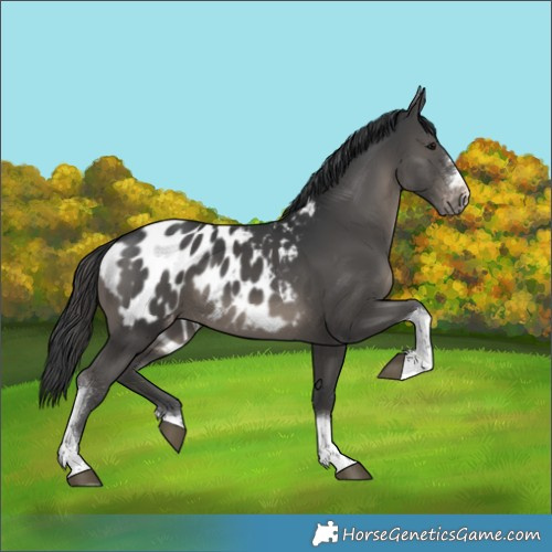 Horse Color:Black Tobiano Blanket 
