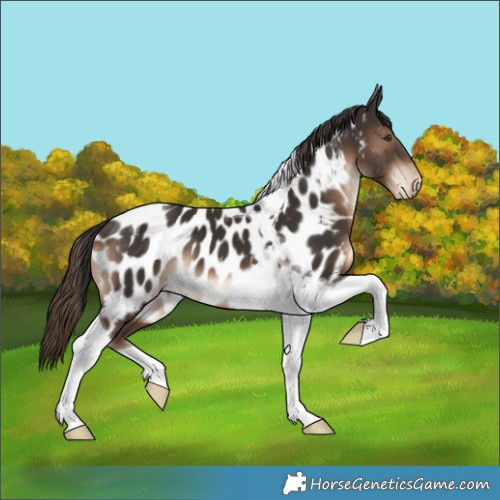 Horse Color:Liver Chestnut Tobiano Near Leopard