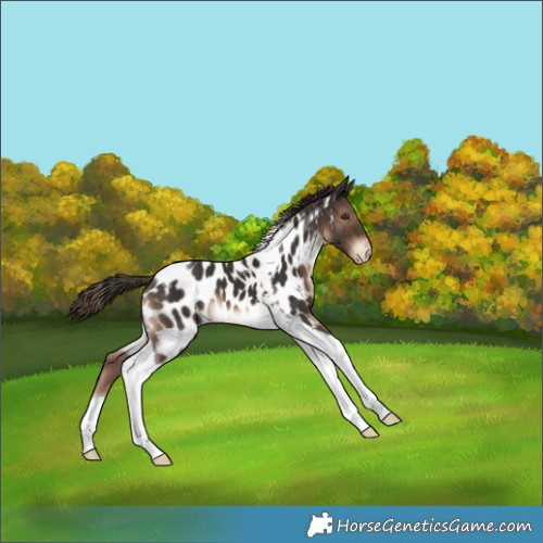 Horse Color:Liver Chestnut Tobiano Appaloosa