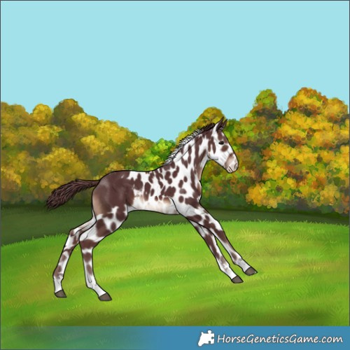 Horse Color:Chocolate Brown Skewed Appaloosa