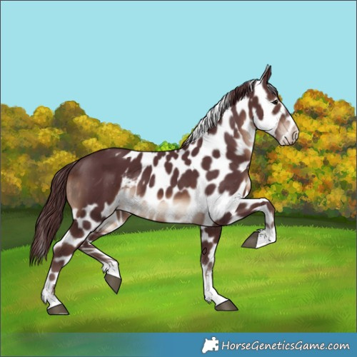 Horse Color:Chocolate Brown Skewed LP Spotted 
