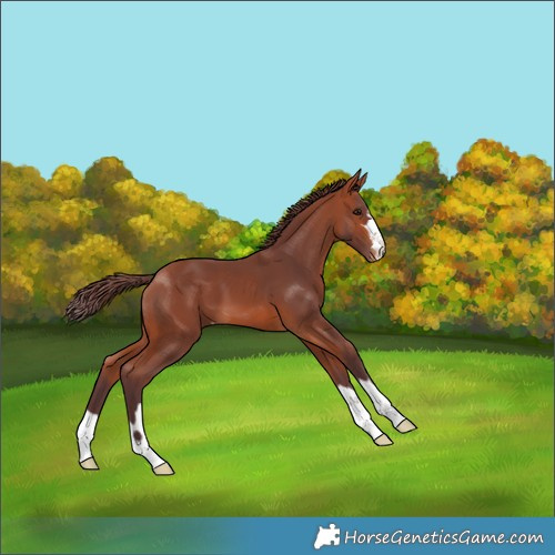 Horse Color:Chocolate Bay Skewed Appaloosa 