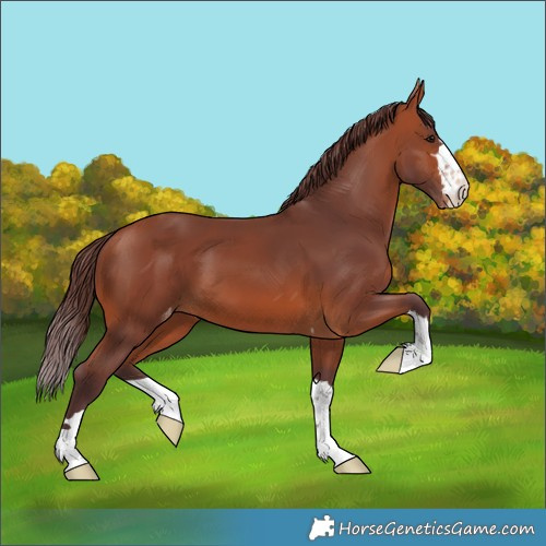 Horse Color:Chocolate Bay Skewed LP Spotted 