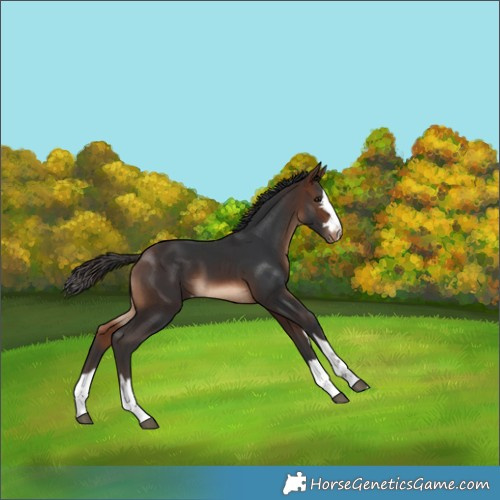 Horse Color:Brown Skewed LP Spotted