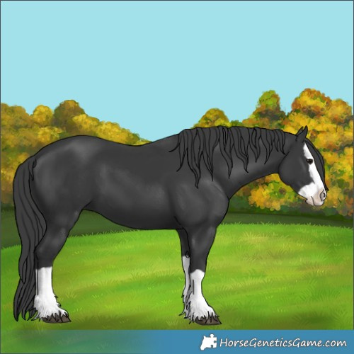 Horse Color:Black Splash