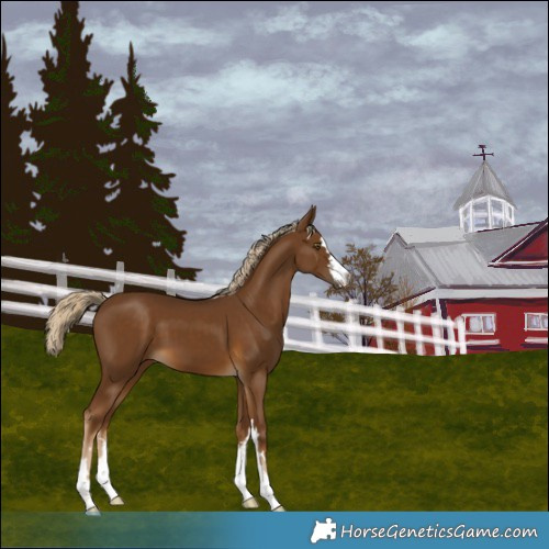 Horse Color:Chocolate Palomino 