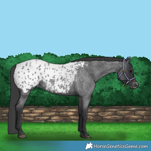 Horse Color:Blue Roan Blanket