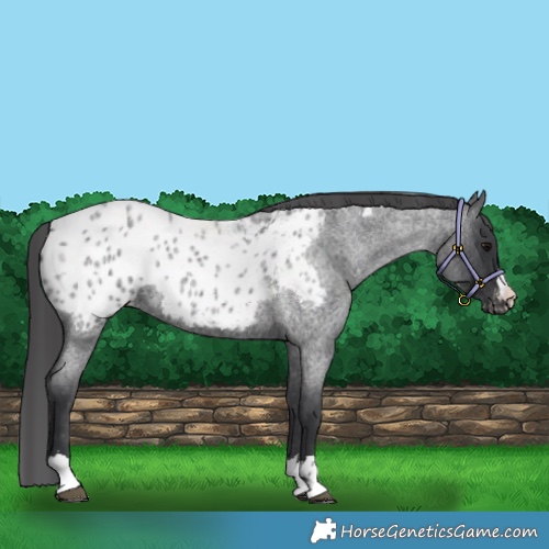 Horse Color:Blue Roan Blanket