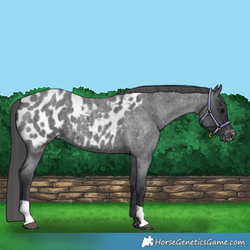 Horse Color:Blue Roan Near Leopard