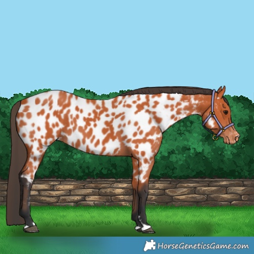 Horse Color:Bay Near Leopard