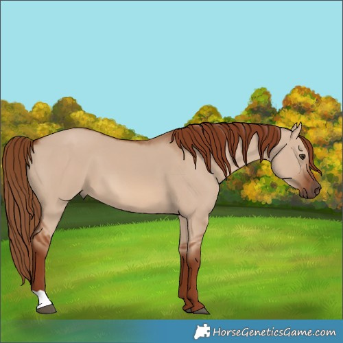 Horse Color:Red Dun