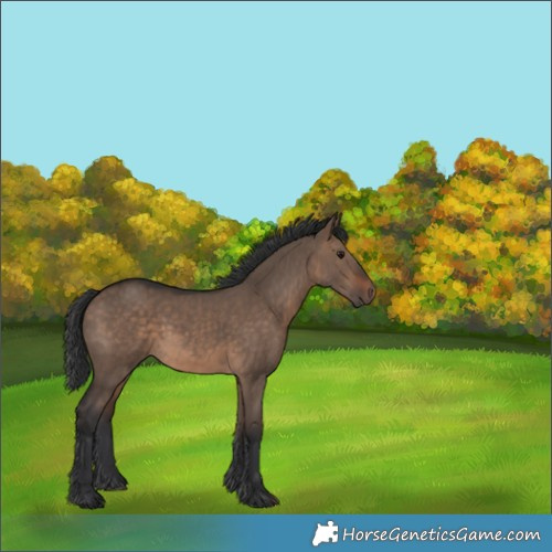 Horse Color:Brown Dun Rabicano 