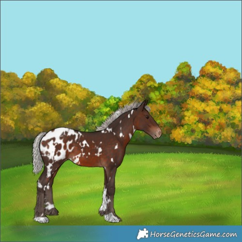 Horse Color:White Spotted Silver Brown Appaloosa