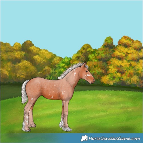 Horse Color:White Spotted Silver Bay Tobiano 
